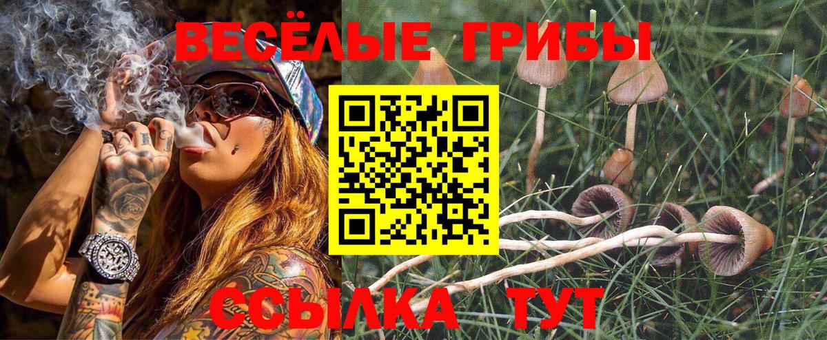 Чернушка  Псилоцибиновые грибы прущие грибы  Вход с VPN 